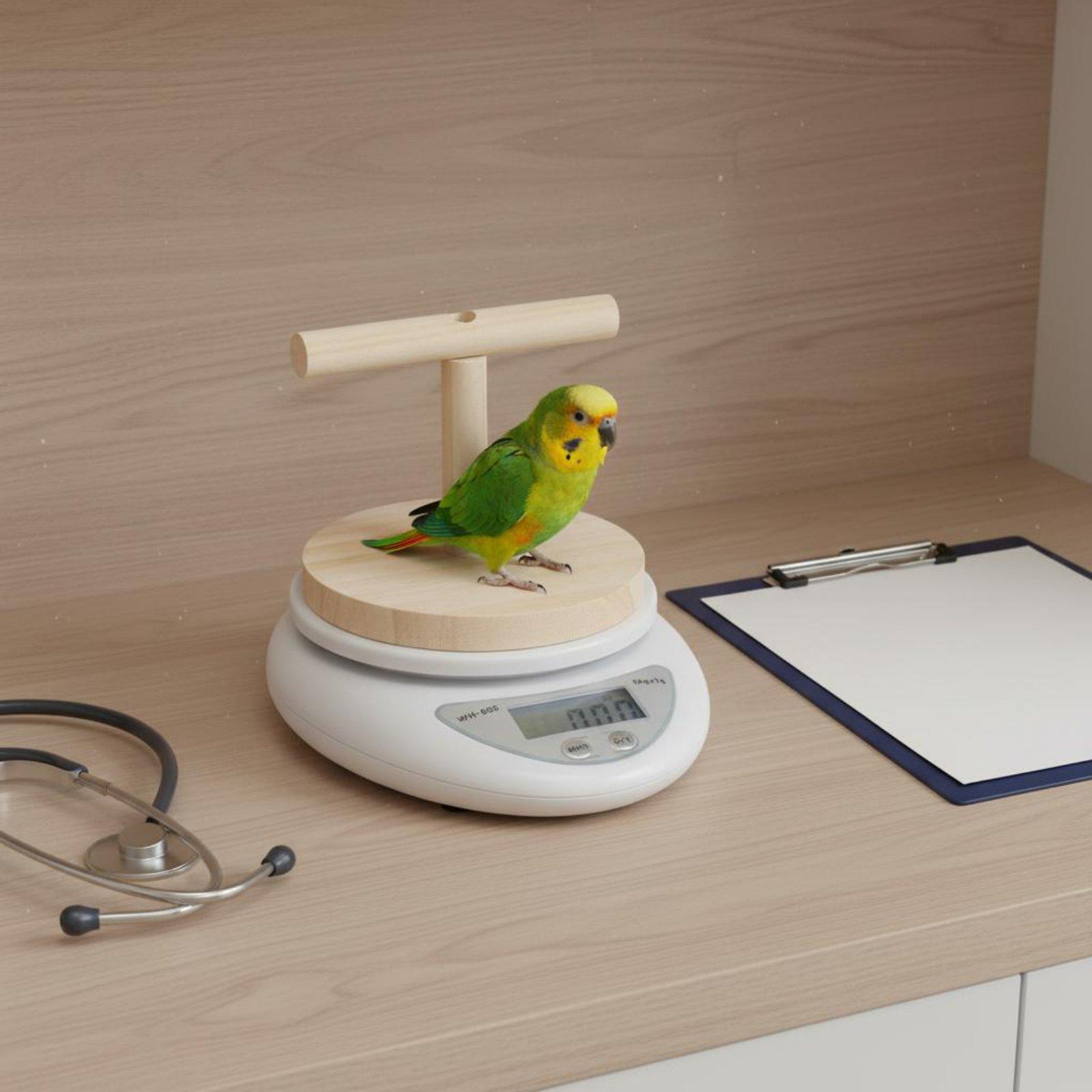 Balança Digital para Pássaros  - Portion Scale Digital avaliação e preço